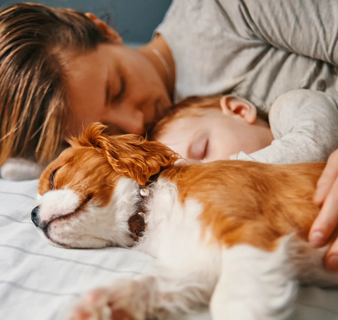 R+V Operationskostenversicherung Hund